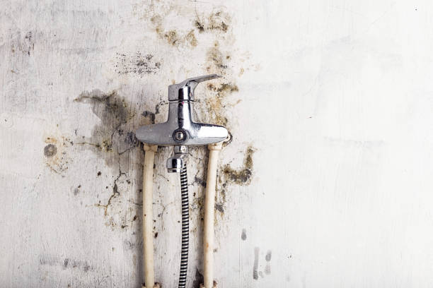 Trusted South Plainfield, NJ Mold Removal Experts