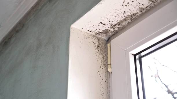 Best Attic Mold Removal  in South Plainfield, NJ