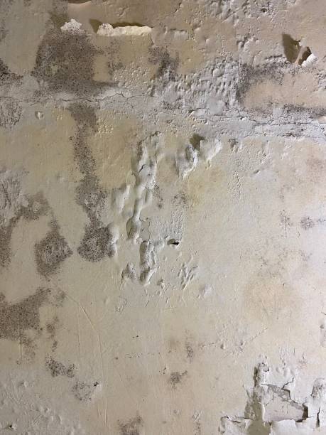 Mold Testing and Removal in South Plainfield, NJ