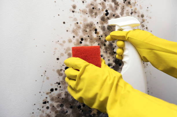 Best Emergency Mold Removal  in South Plainfield, NJ