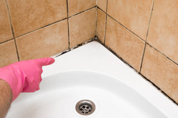 South Plainfield, NJ Mold Removal Pros